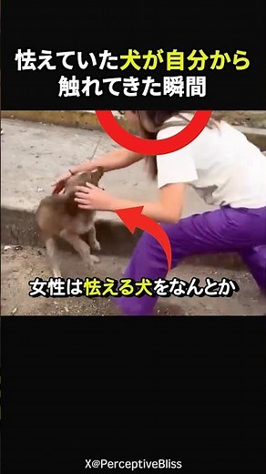 【海外の反応】震えていた犬が勇気を振り絞って…#感動#感動動画#感動する話#実話#ほっこり#海外の反応