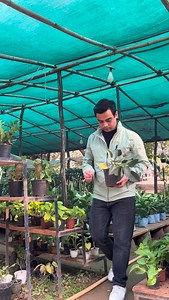 75K views · 3K reactions | Decode what your plants are saying.華 . . . . . #plantcare #planttips #indoorplants #plantparent #greenliving #plantlovers #gardeningtips #healthyplants #urbanjungle #plantlife | Sanjay Singh Bisht | Facebook