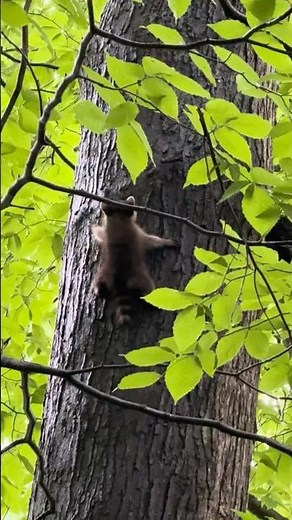 Baby Raccoon Fell Out of a Tree. Then Climbed BACK UP 🦝 #raccoonvideos #racoons #wildanimals #fail