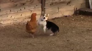 My famous chicken fight. | Animalww