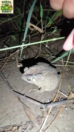 Toads | Catching toads | Funny videos #Shorts #nature