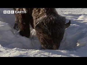 Animals Fight to Survive Harsh Winter | BBC Earth | BBC Studios