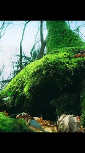 1.2M views · 10K reactions | Goshawk 礪 Please Follow 4 more. #nature #naturephotography #naturelover #animal #animallove #animalart #earth #shortfilm #animaldocumentary #wildanimals #wildlife #wilderness #viral #viralreels #fypシ゚ #foryou #foryoupage #Tiktok | Animal Nature World | Facebook