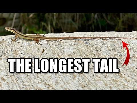 Grass Lizard Facts: a LONG TAILED Lizard 🦎 Animal Fact Files