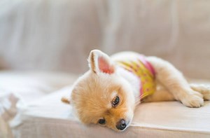 How to Know a Sick Dog