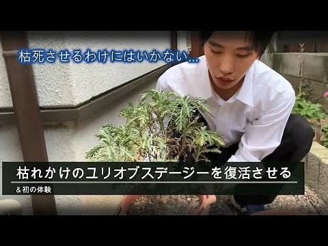 ユリオプスデージーの復活方法