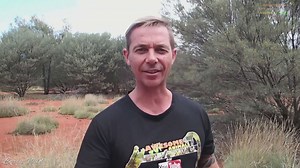 Murder hornets USA | Murder hornet sting first aid with 10 things you need to know