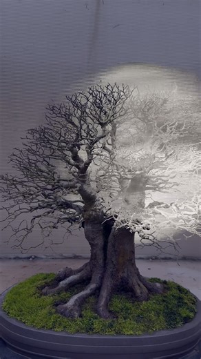 Bring a flashlight (or use your phone) to explore each bonsai by night in all their intricate detail—like this Chinese Hackberry (Celtis sinensis) a bonsai since 1962 by Ben Oki. This Saturday, Dec 16, join us for Winter Bonsai Solstice, 4pm to 7pm. Free admission. One night only! More info at https://www.facebook.com/share/VmzomyfzUcbqmCdY/?mibextid=9l3rBW (link in profile). #wintersolstice #thingstodo #meetupwithfriends #holdidayfun #federalway #getoutside #abonsaisolstice #nonprofitmuseum #am