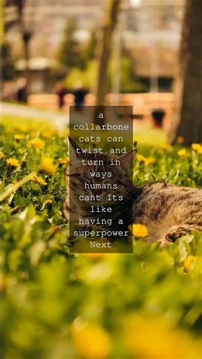 The Amazing Cat A Marvel of Nature Did you know a cat has 230 bones while humans have...