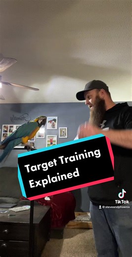 Target Training Explained for Budgies and Macaws