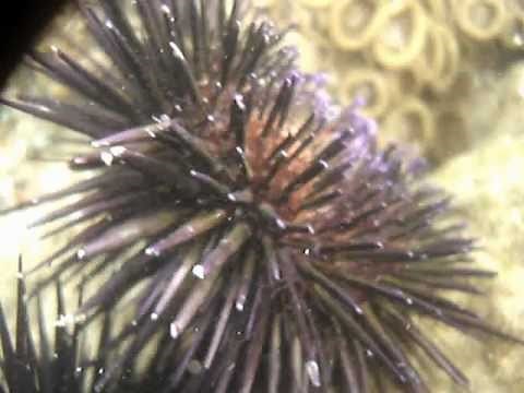 EQUINODERMOS: ERIZOS de MAR, sus movimientos