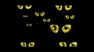 Cats the musical [Dvd] - 00 - Intro