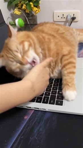 158K views · 2.5K reactions | The kitten is really hard-headed! I don't know how long the computer can last. pet debut plan and my resentment cat confusing behavior #love #cute #catlife #meow #of #catlove #catlovers #kitty #pet #gato #instagram #catstagram #instacat #catsofinstagram #kitten #cat #animals #cats #catoftheday #kittens #dog #catlover | Cute Moew | Facebook