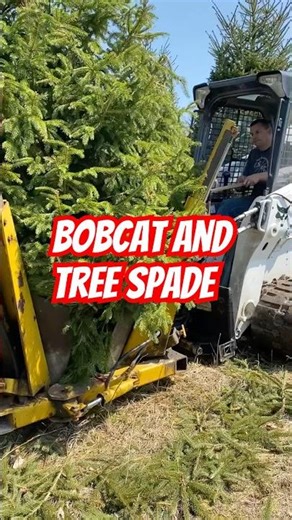 Bobcat and tree spade #tractor #diy #bobcat #treespade #treefarm #skidsteer #equipment #equipment