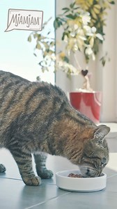 MjAMjAM ist so vielfältig im Geschmack, wie es die Katzenwelt eben braucht. Da ist für jeden kleinen Tiger die richtige Mahlzeit dabei. | MjAMjAM Petfood