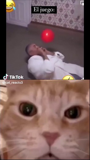 Hilarious Cat Videos with Laughing Cats