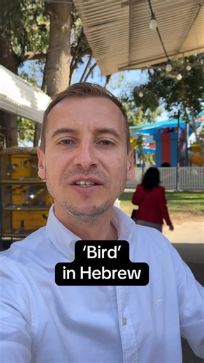 Hebrew with Phil on Instagram: "Bird in Hebrew #birds #parrot #israel"