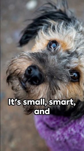 Yorkipoo Unveiled: The Ultimate Guide to the Adorable Yorkie Poodle Mix! 🌟🐾"