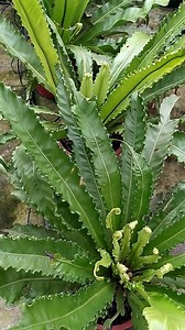 Asplenium 🪴🌿commonly known as bird’s nest fern, is a stunning plant for decoration, adding a lush, tropical feel to any space #plants #plantbased #plantlover #beauty #Amazing #reels #viral #garden #viralreels #fyp #gardening #nature #foryou | Decor & Beauty