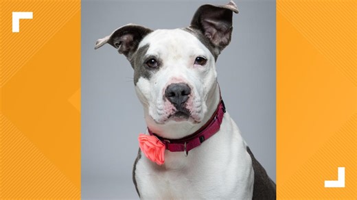 Pets of the Week: 10-19-2024