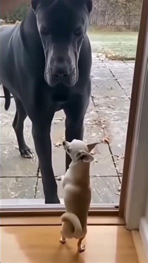 Ha Ha Ha fun #funnyanmials #cat