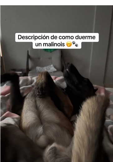 Qué manera tan peculiar de tomar una siesta para un malinois 🤭🐾 15 min de siesta pa correr todo el día #pastorbelgamalinois #maligator #tango