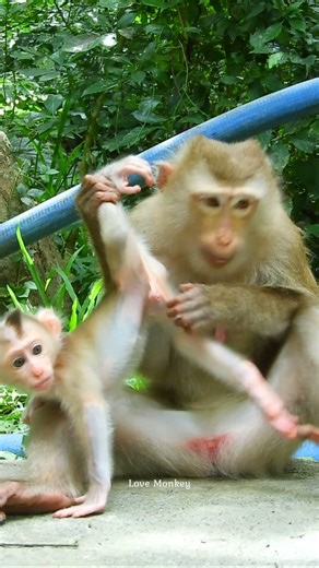 Omg. Good monkey mother and beautiful baby. | Love Monkey