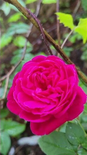 #rose #red #beautiful #flowers #colors #youtube #shortsfeed #shorts #viral #video