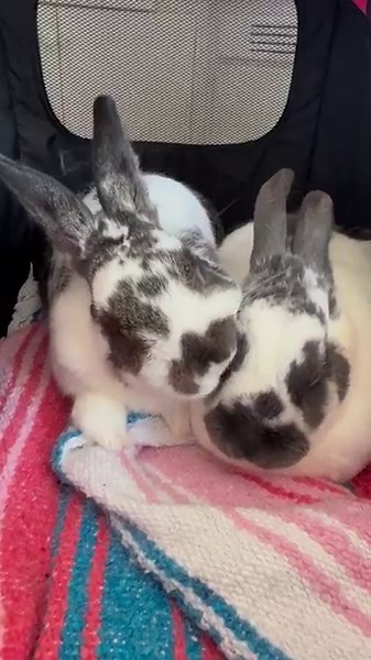 1.4K views · 182 reactions | Bonding rabbits is a lot of work, but it's so rewarding when you find a new friend for your rabbit!  If you're thinking of adding a second bunny to your household, sign up for our free Bunny Bonding 101 Zoom class to learn more about the process. Register now: center.houserabbit.org/services/classes | House Rabbit Society | Facebook