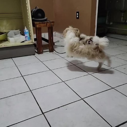 Playful Small Dogs Having Fun Indoors