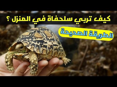 كيف تربي سلحفاة في المنزل ؟ الطريقة الصحيحة لتربية السلاحف في المنزل |Nature Lover