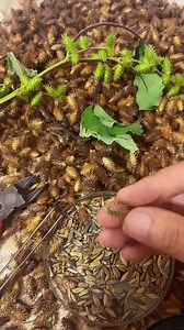 Process of plant extraction of medicinal materials | GA Animations