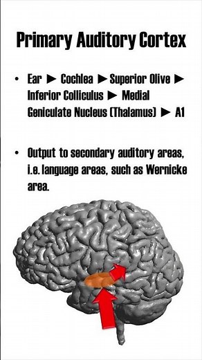 Primary Auditory Cortex (A1)