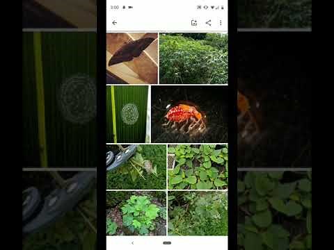 Using Google Lens for Insect ID