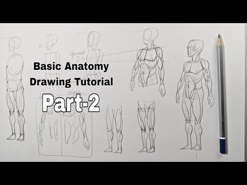 Basic Anatomy Drawing Tutorial/part-2