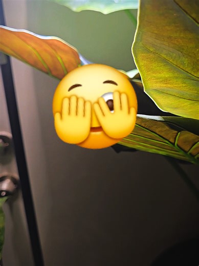 Effective Plant Care Tips for Pest Control