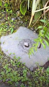 21M views · 60K reactions | These ants are up to something...