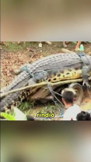 The LARGEST CROCODILE ever captured! (A tragic story)