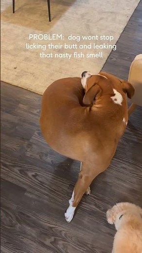 What To Do When Your Dog Won't Stop Licking Their Butt