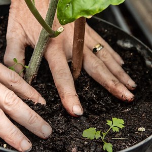 Findhorn Garden Retreat, August: Take a break to deepen your connection with the land, the plant kingdoms and yourself, during a week of inner and outer gardening. Learn with our teams in the magical Findhorn Gardens. | Findhorn Foundation