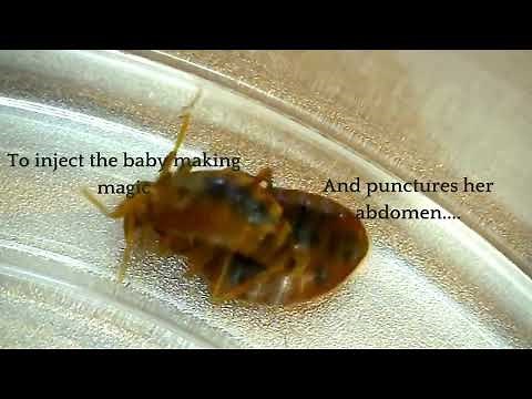 How do bed bugs reproduce?