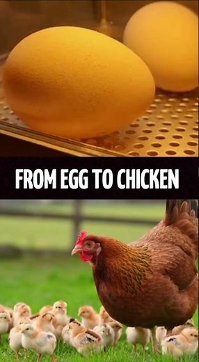 chicken life cycle#shorts #chicken #viral