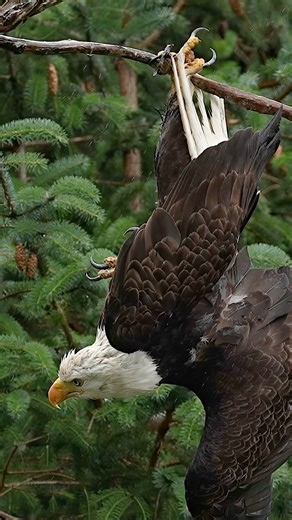 Eagle Gets Stuck in Tree - Read Description for Full Story