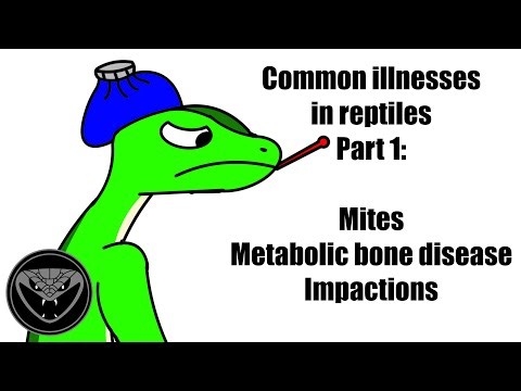 Common illnesses in reptiles pt 1