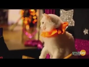 This week's Houston Happenings with R. W. McKinney