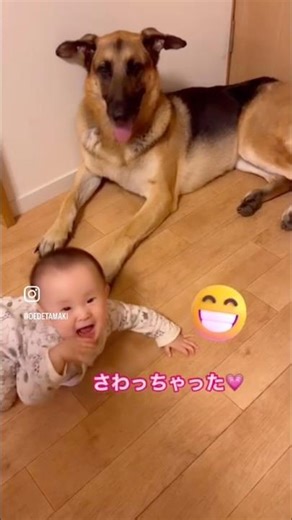 【愛犬と子供】逃げるシェパードと詰め寄る赤ちゃん #新生児 #0歳児 #大型犬のいる生活 #犬との暮らし #赤ちゃん #ジャーマンシェパード