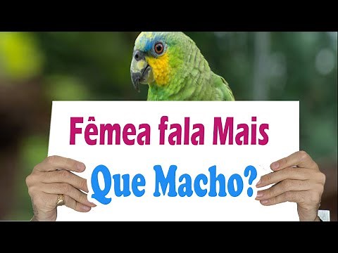 cocota macho fala mais que fêmea? Quem fala mais a cocota fêmea ou macho? Essa você não sabia!