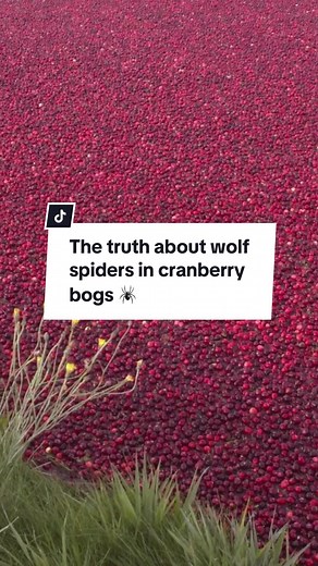 The Truth About Wolf Spiders in Cranberry Bogs