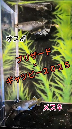 ブリザード×ギャツビー２０２５ #メダカ #改良メダカ #めだか #メダ活 #メダカ飼育