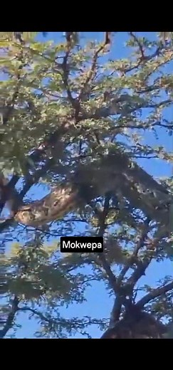 🌾Please ask No Questions 🙏🏿 | Petrose Catalyst Morwamotho